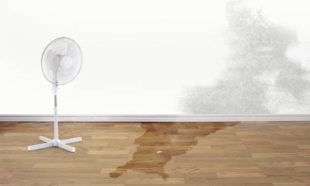 Best Water damage mitigation services  in , NE